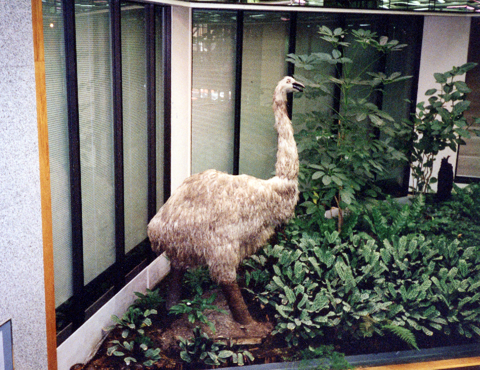 Moa, Dominion Farmers Institute building 