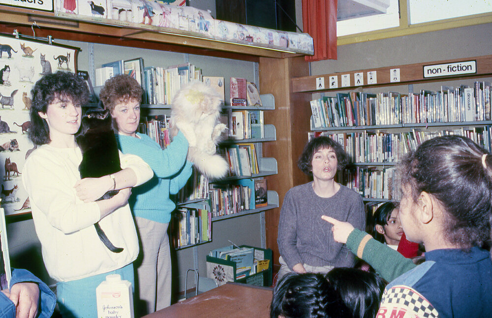 Cats at the Newtown Library