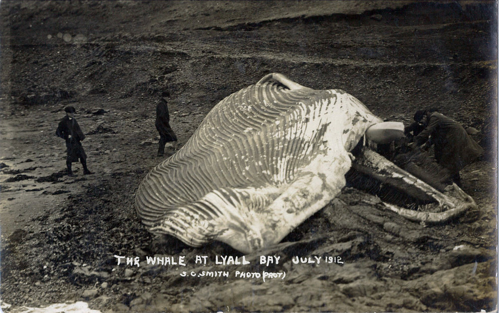 The Whale at Lyall Bay