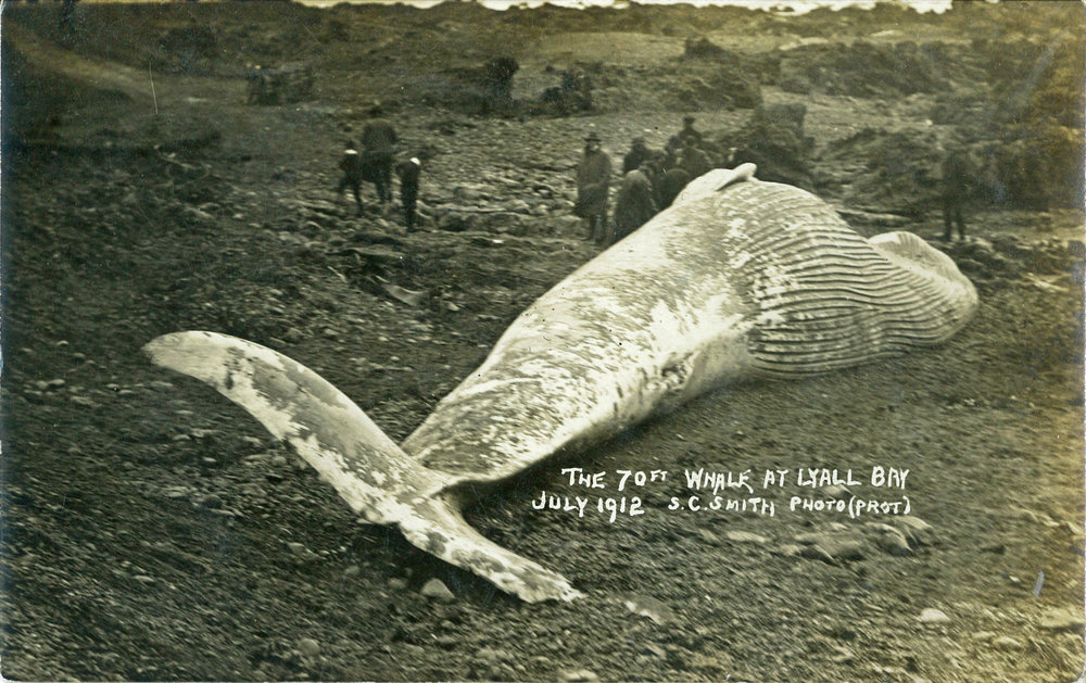 The 70ft Whale at Lyall Bay