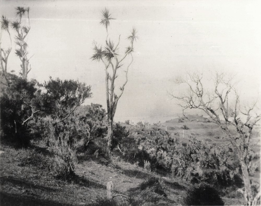 Hataitai