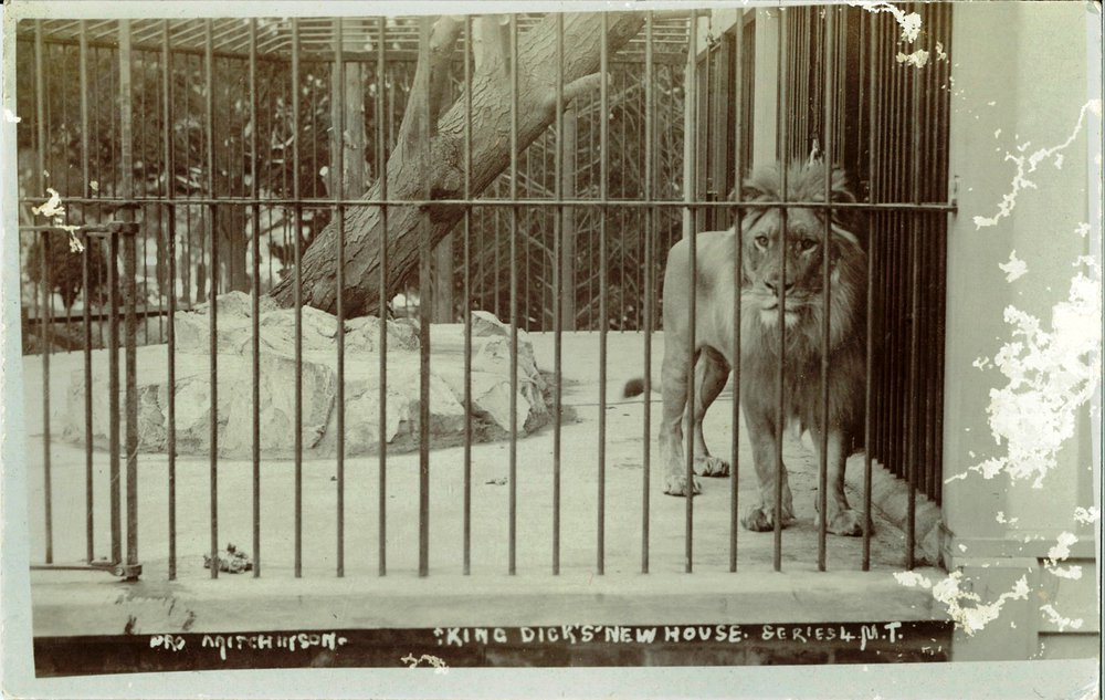 King Dick (Lion) at Wellington Zoo
