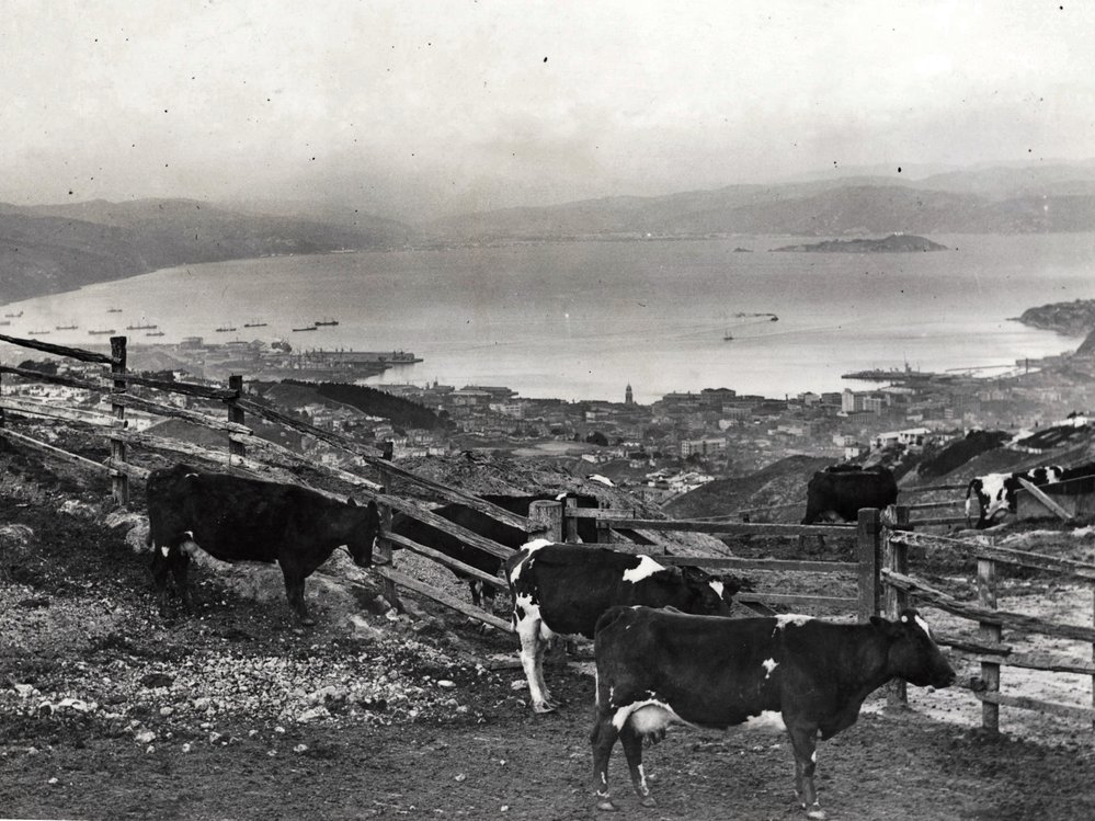 Wellington from Fitchett's Farm, Brooklyn