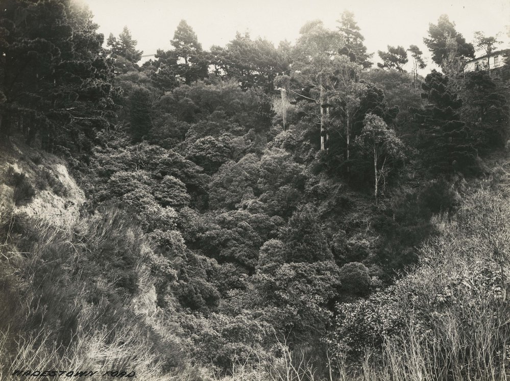 View from Wadestown Road