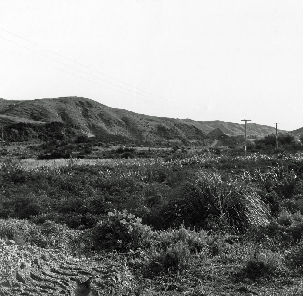 Taupo Wetland, Plimmerton
