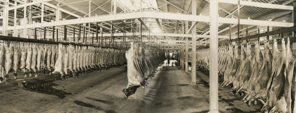Wellington Municipal Abattoir, Ngauranga