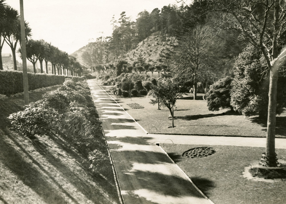 'The Birch Walk', Wellington Botanic gardens