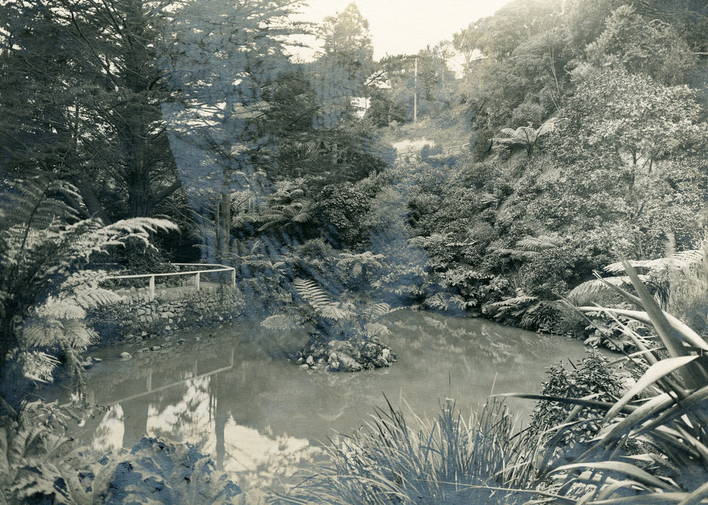 Duck Pond, Wellington Botanic Gardens