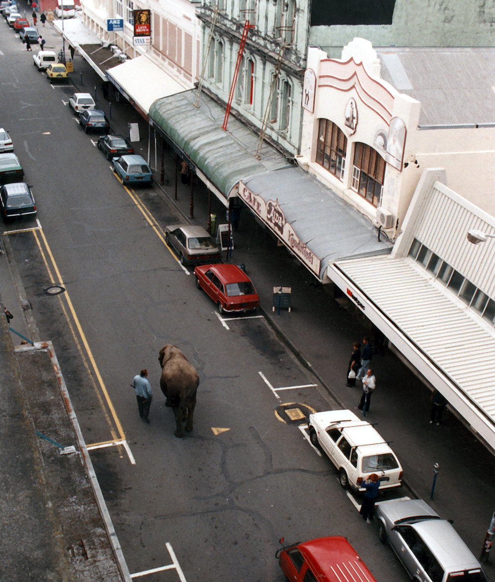 Elephant on Cuba Street