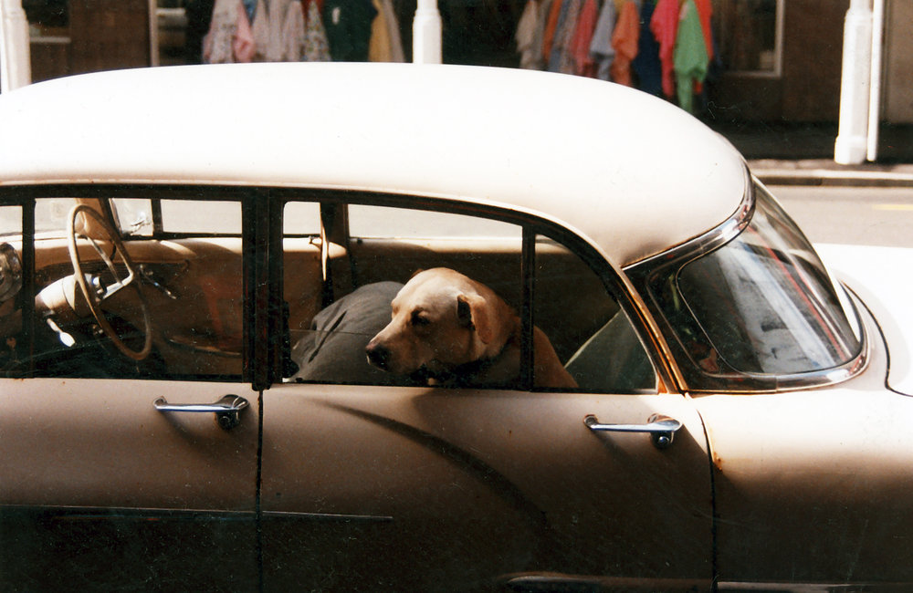 Dog in car