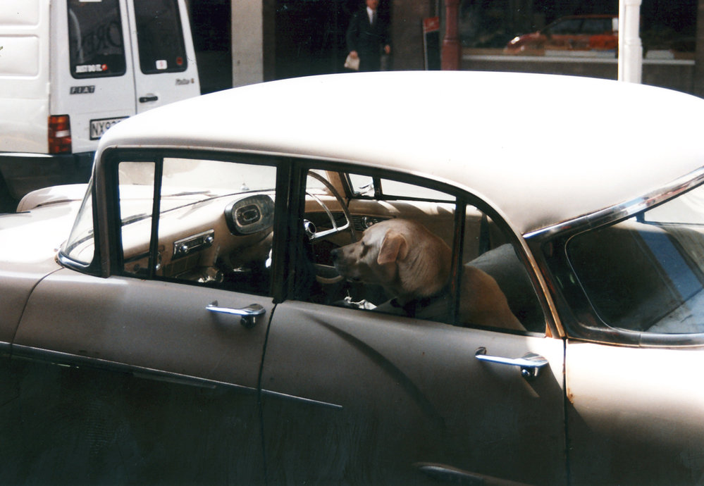 Dog in a car