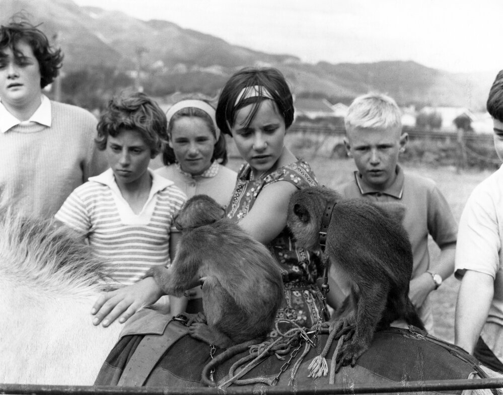 Travelling circus in Woburn, Lower Hutt