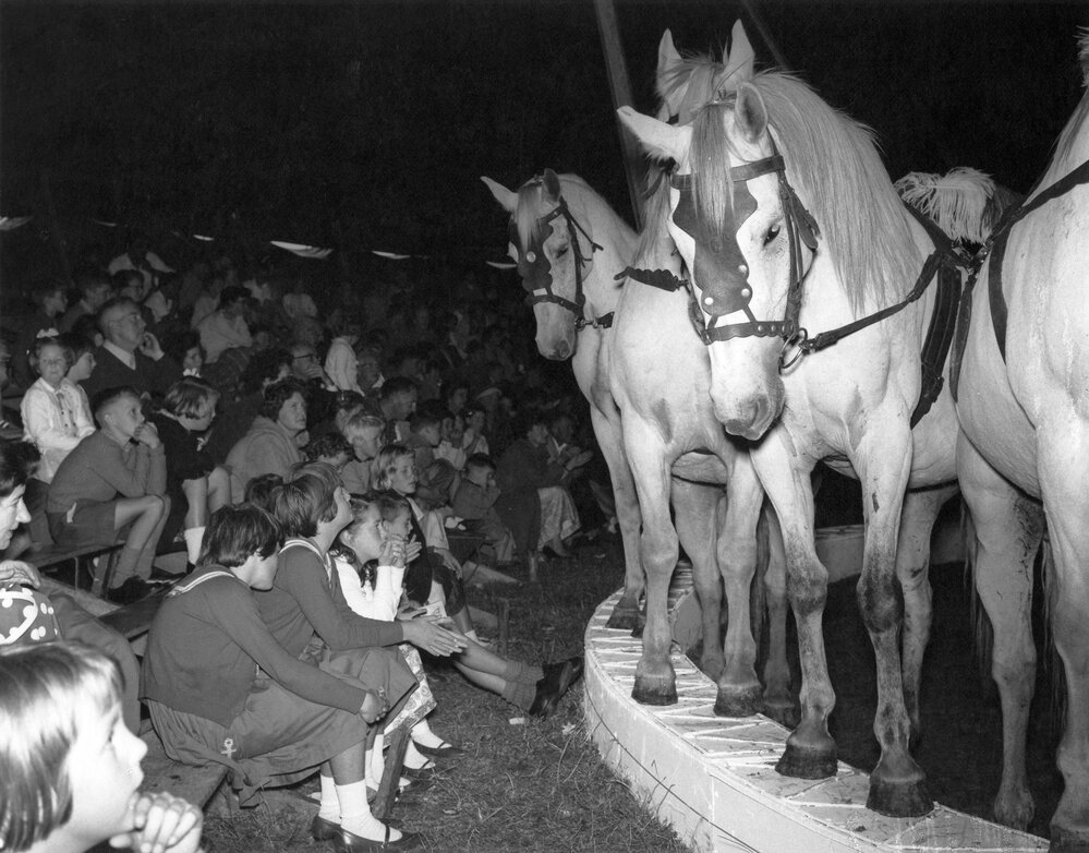 Bullen's Circus, Newtown