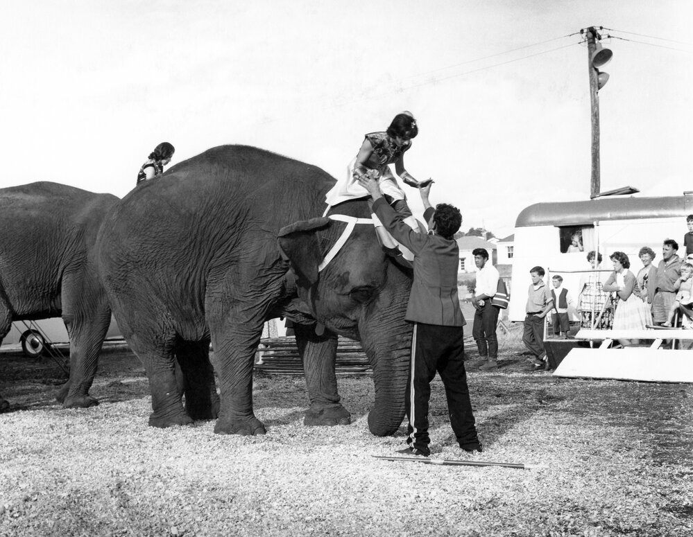 Bullen's Circus, Newtown