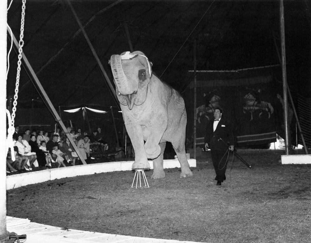 Bullen's Circus, Newtown