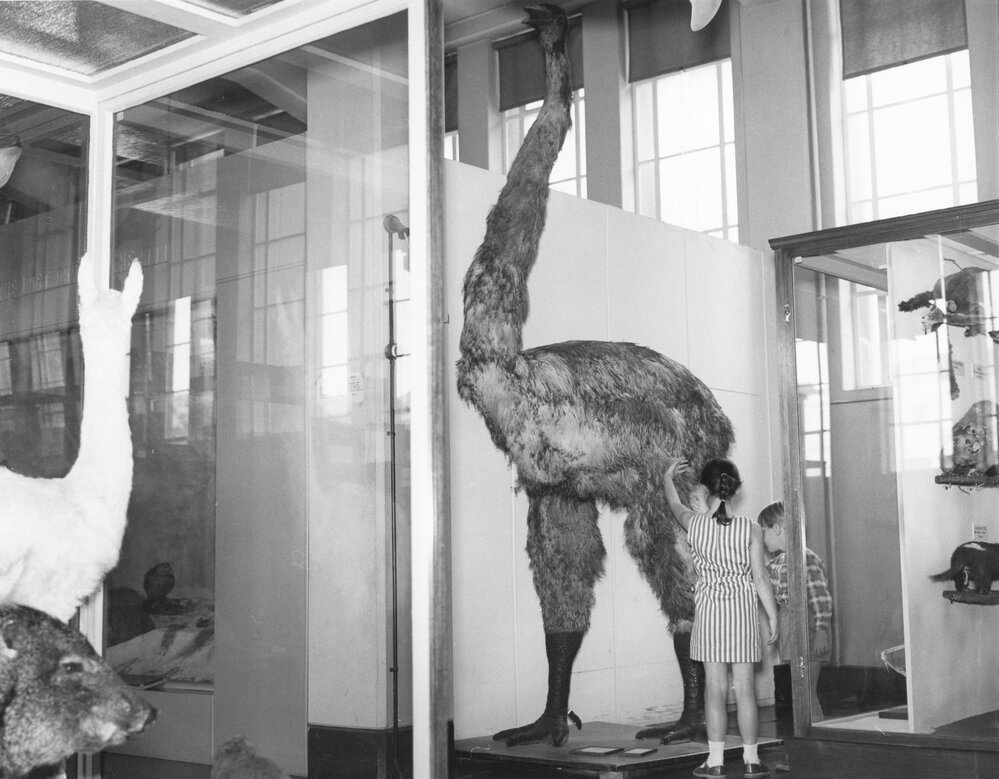 The Moa at the National Museum