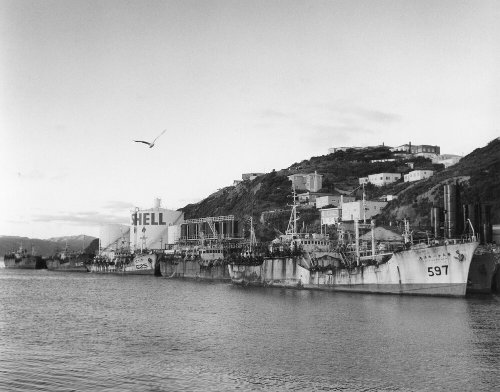 Squid boats at Miramar Wharf 