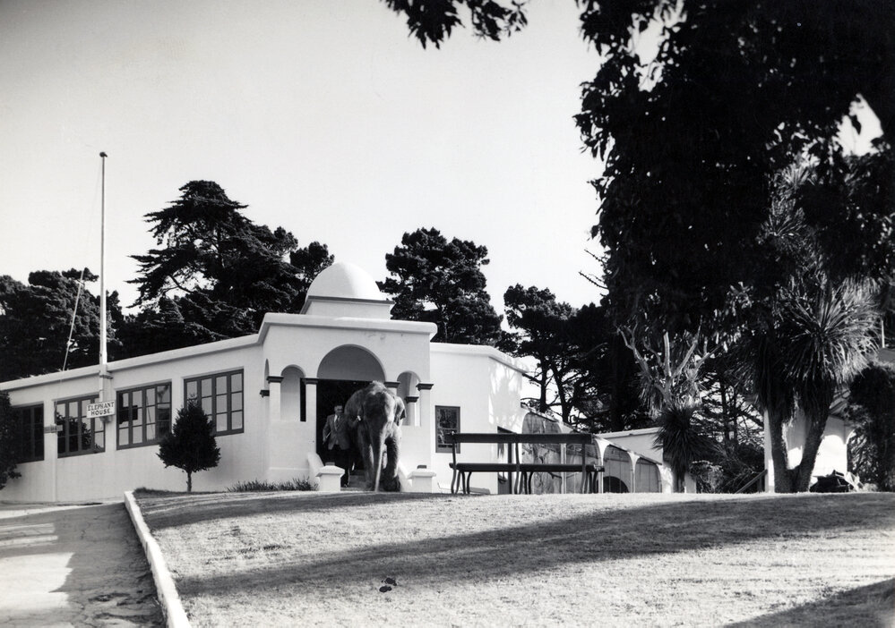 Elephant House, Wellington Zoo