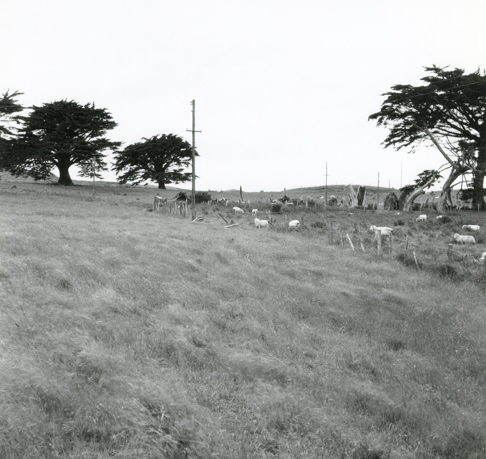 Farmland for subdivision, Newlands