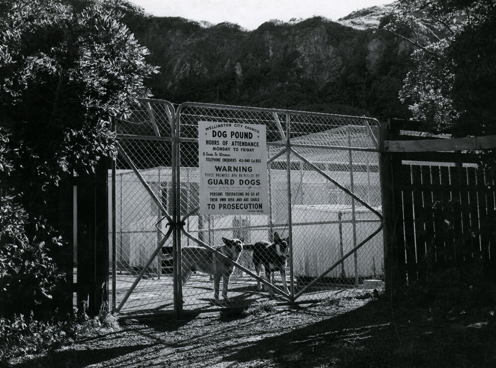 Dog Pound, Moa Point