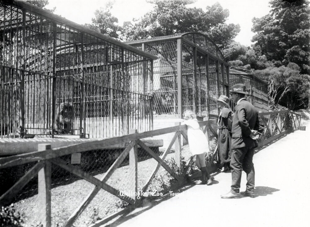 Lions at Wellington Zoo