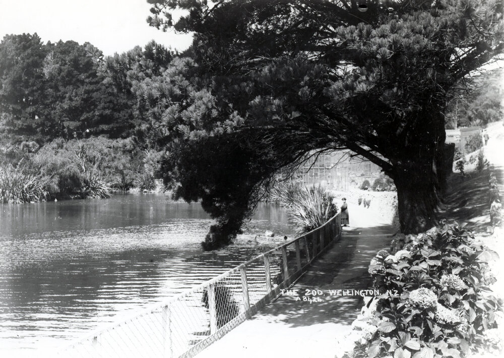 Pond at Wellington Zoo