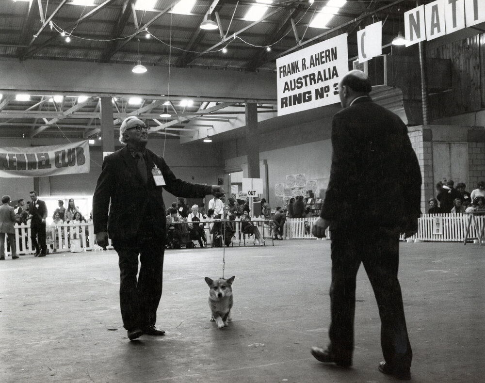 Dog show at the Wellington Show Buildings, Newtown