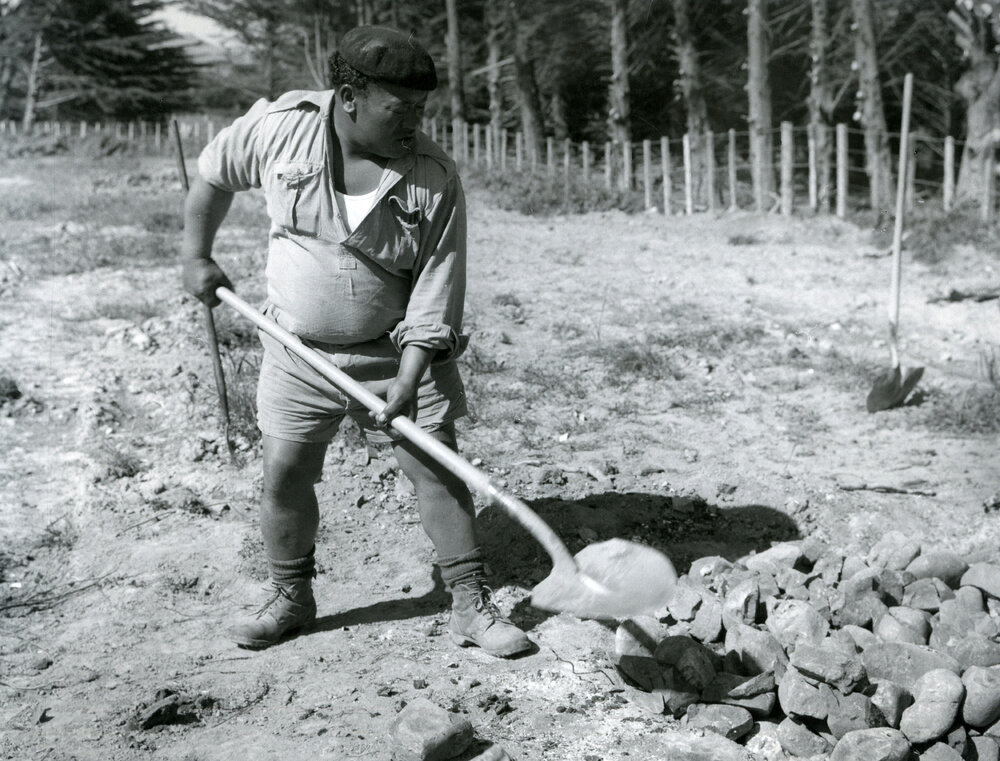 Preparing a hāngī, Ōtaki