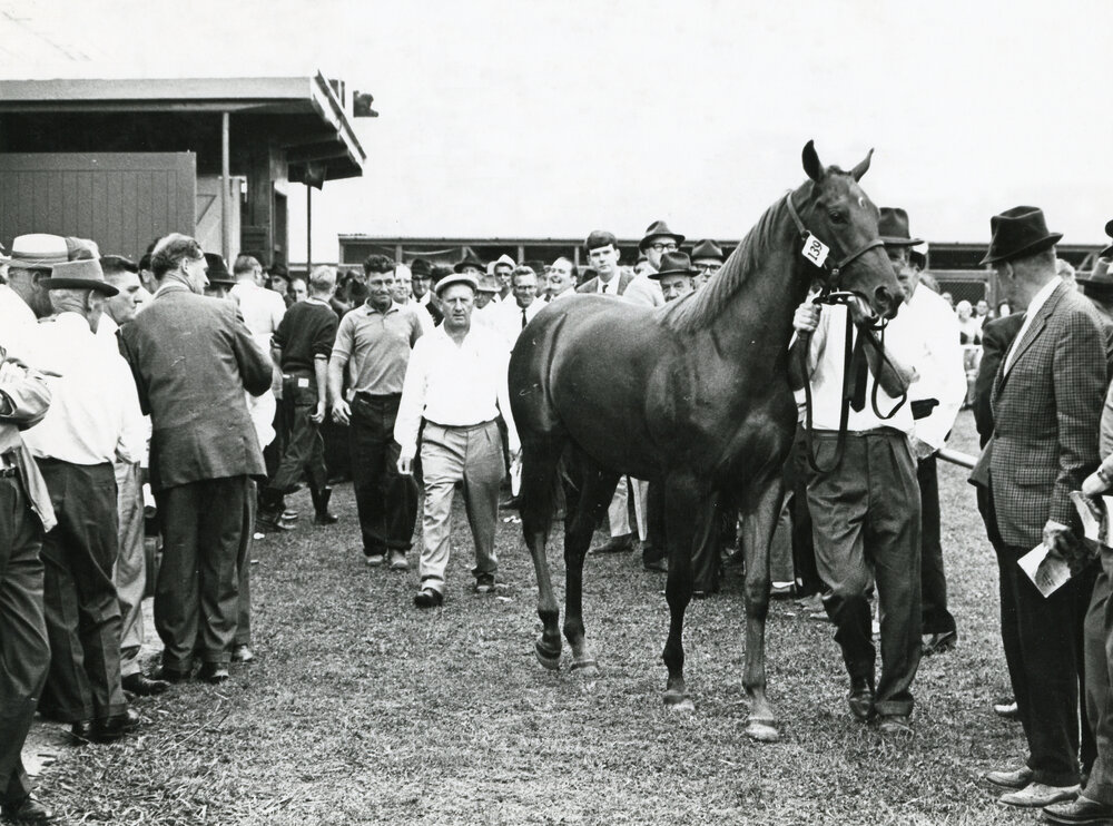 Yearling sale 1966