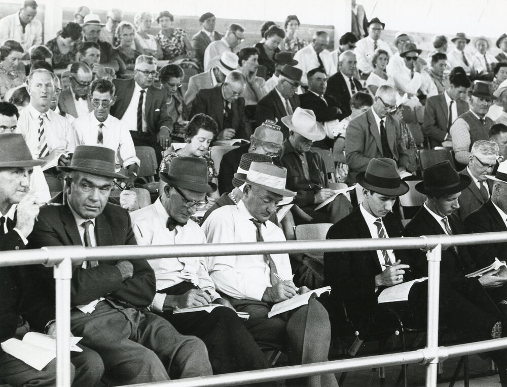 Buyers at yearling auction