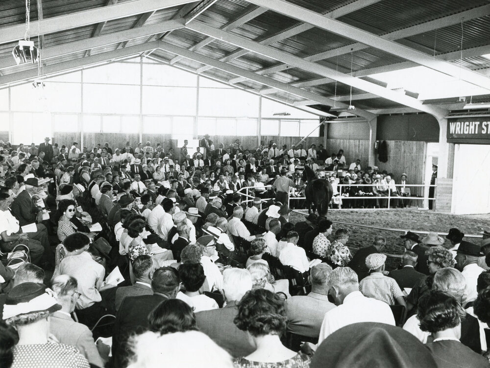 Yearling Sale, Trentham