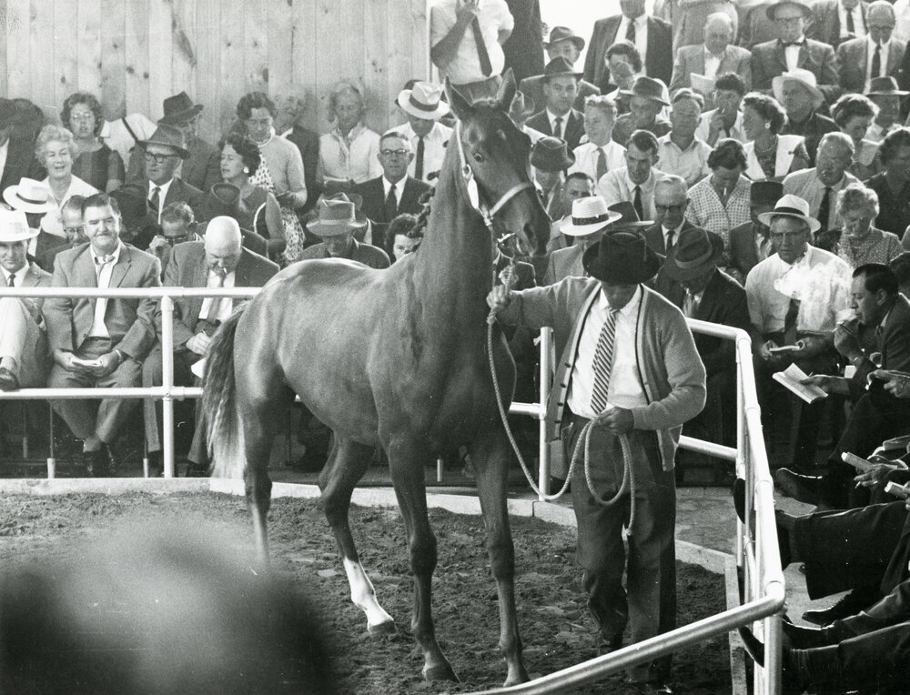 Trentham Yearling Sales