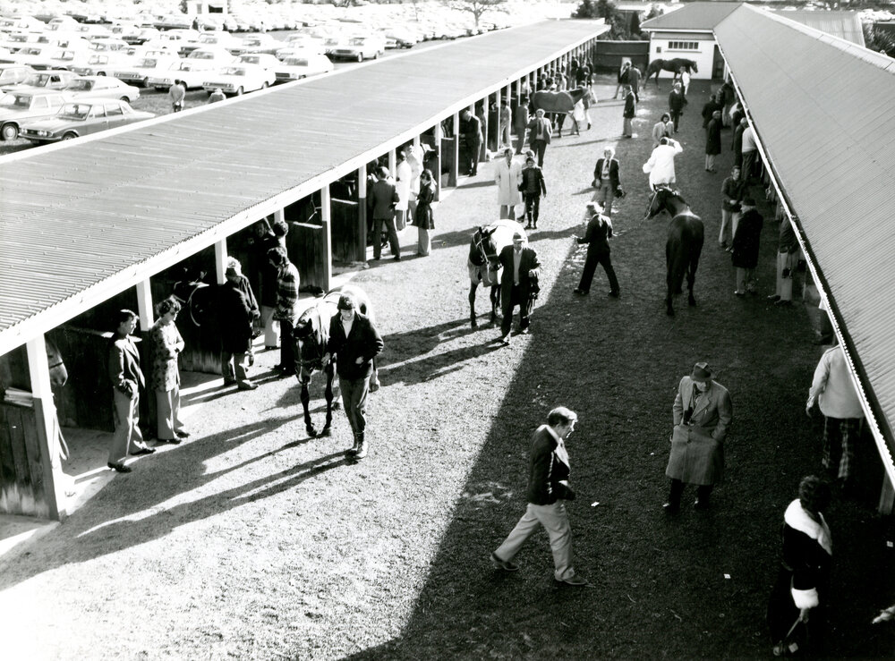Horses at Trentham Racecourse