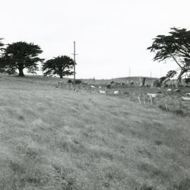 Farmland for subdivision, Newlands