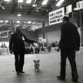 Dog show at the Wellington Show Buildings, Newtown
