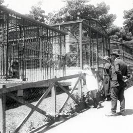Lions at Wellington Zoo
