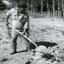 Preparing a hāngī, Ōtaki