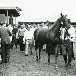Yearling sale 1966