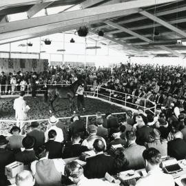 National Yearling Sales 1966