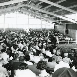 Yearling Sale, Trentham