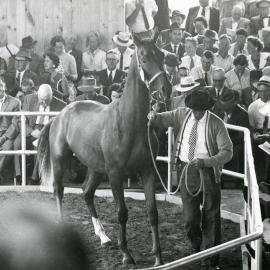 Trentham Yearling Sales
