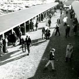 Horses at Trentham Racecourse
