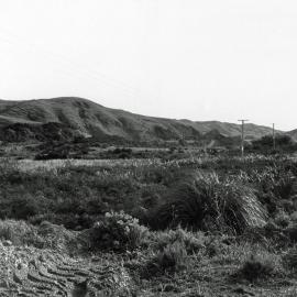 Taupo Wetland, Plimmerton