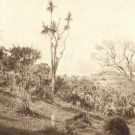 Hataitai / Roseneath