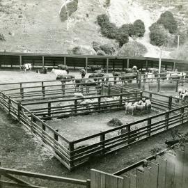 Stockyards at the Ngauranga Abattoir 