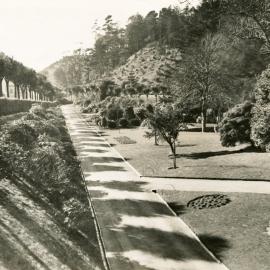 'The Birch Walk', Wellington Botanic gardens