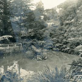 Duck Pond, Wellington Botanic Gardens
