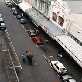 Elephant on Cuba Street