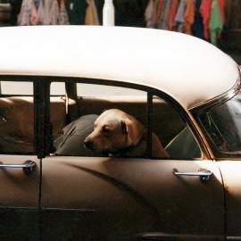 Dog in car