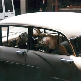 Dog in a car